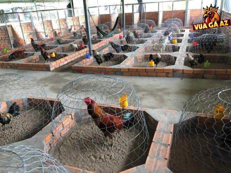 Trại gà Kim Kê có hàng trăm chiến kê chất lượng 