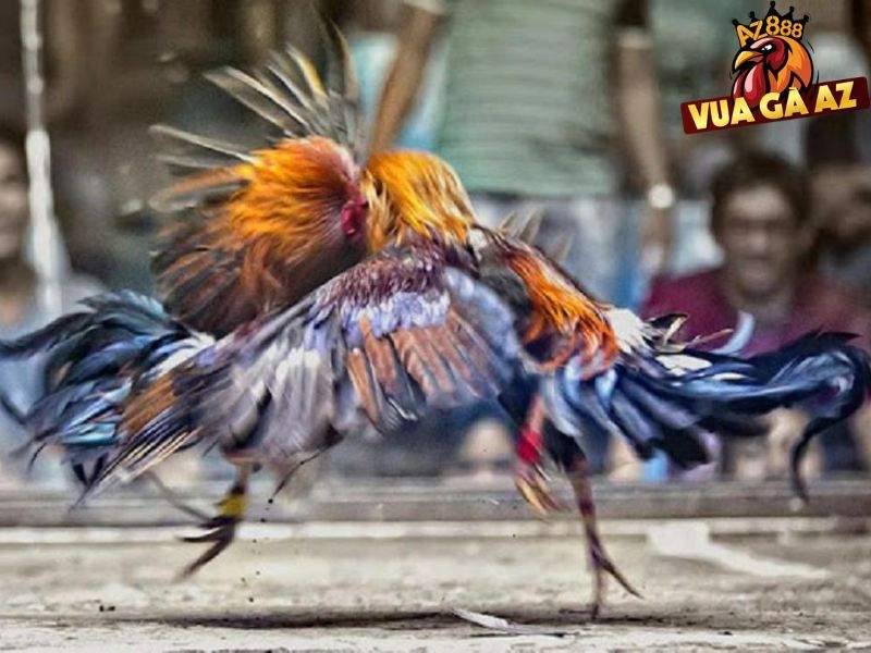 Vua gà AZ cung cấp nhiều trận đấu kịch tính