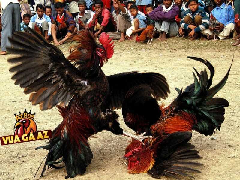Xem trực tiếp đá gà Campuchia - Thomo tại Vua Gà AZ
