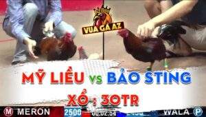 Trận 41 CPC2 12/06/2024 - Anh Mỹ Liều Gặp Anh Bảo Sting Cực Căng