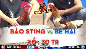 Trận 5 CPC2 12062024 - Anh Bảo Sting Nài Gà Nhưng Lành Ít Dữ Nhiều