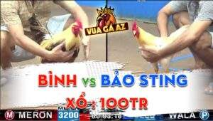 Trận 8 CPC3 13/06/2024 - Gà Úa Anh Bảo Sting Tiếp Tục Gặp Gà Cọp