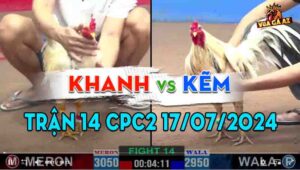 Trận 14 CPC2 17/07/2024 - Gà Anh Kẽm Vĩnh Châu Chiến Thắng Nhẹ Nhàng