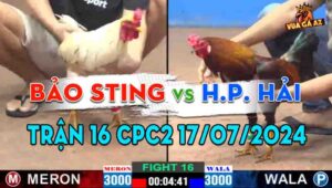 Trận 16 CPC2 17/07/2024 - Hoàng Phi Hải Thách Đấu Bảo Sting Và Cái Kết