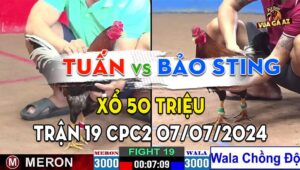 Trận 19 CPC2 07/07/2024 - Gà Bảo Sting Chồng Độ Đá Như Máy Khâu