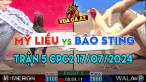Trận 5 CPC2 17/07/2024 - Gà Bảo Sting Đá Gà Anh Mỹ Liều Gãy Cổ