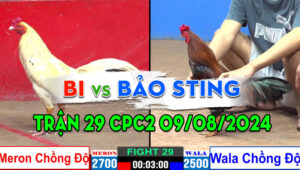 Trận 29 CPC2 09/08/2024 - Anh Bảo Sting Và Anh Bi Chồng Độ Xổ 200TR