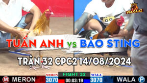 Trận 32 CPC2 14/08/2024 - Gà Tuấn Anh Thành Công Hạ Bảo Sting