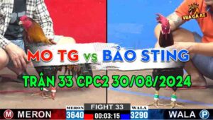 Trận 33 CPC2 30/08/2024 - Bảo Sting Phục Thù Mo Tiền Giang Thành Công