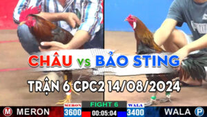 Trận 6 CPC2 14/08/2024 - Anh Bảo Sting Bất Bại, Chuỗi Thắng Thứ 3