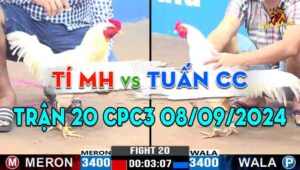 Trận 20 CPC3 08/09/2024 - Gà Anh Tí Mộc Hóa Đá Cựa Quá Nghiệt Ngã