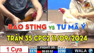 Trận 35 CPC2 11/09/2024 - Gà Bảo Sting Chấp Đá 1 Cây Cựa, Quá Đẳng Cấp
