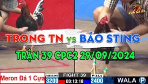 Trận 39 CPC2 29/09/2024 - Đẳng Cấp Gà Anh Bảo Sting Chấp Tới 8 Chấm