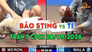 Trận 7 CPC2 20/09/2024 - Gà Anh Bảo Sting Bị Gà Anh Tí Đá Phản