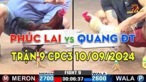 Trận 9 CPC3 10/09/2024 - Gà Anh Phúc Lai Đá Đâm Toàn Cựa Hiểm