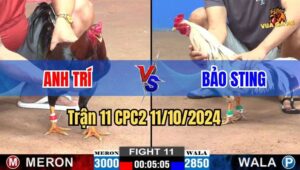 Trận 11 CPC2 11/10/2024 giữa anh Trí và anh Bảo Sting