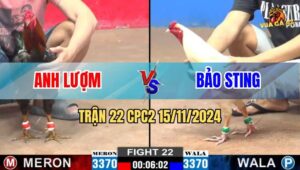 Trận 22 CPC2 Ngày 15/11/2024 - Gà Anh Bảo Sting Đâm Như Sát Thủ