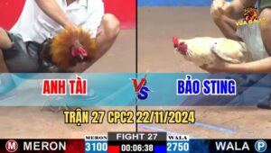 Trận 27 CPC2 22/11/2024 - Bảo Sting Nài Gà Cực Hay Trong Kèo Chấp Sâu