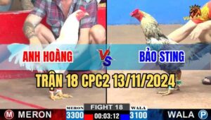 Trận 18 CPC2 13/11/2024 - Gà Bông Bảo Sting Bị Bướm Cọp Tiễn Đi Xa