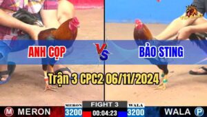 Trận 3 CPC2 06/11/2024 giữa anh Cọp và anh Bảo Sting
