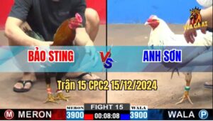 Trận 15 CPC2 15/12/2024 - Điều Cọp Của Anh Bảo Sting Đâm Cựa Quá Tịch
