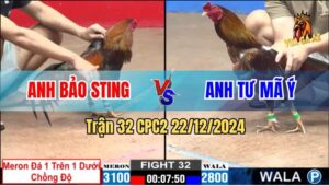 Trận 32 CPC2 22/12/2024 - Gà Anh Bảo Sting Chồng Độ Hạ Đối Thủ Dễ Dàng