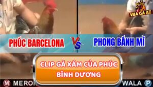 Trận Gà Xám 800 Triệu Phúc Bình Dương Đá Xổ Với Phong Bánh Mì