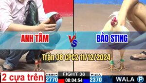 Trận 38 CPC2 11/12/2024 - Bướm Hiệu Idol Chấp 400g Hạ Que 2 Cựa Trên