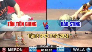 Trận 8 CPC2 11/12/2024 - Gà Idol Bảo Sting Chấp 400g Hạ Đẹp Anh Tân