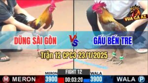 Trận 12 CPC3 23/1/2025 - Gà Xám Của Anh Gấu Dỡ Giò Là Đâm