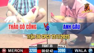 Trận 36 CPC3 12/1/2025 - Gà Cú Vàng Đá Đối Thủ Nằm Sõng Soài Dẫy Chết
