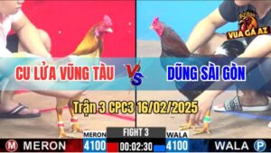 Trận 3 CPC3 16/2/2025 - Gà Camelo Của Anh Cu Lửa Đá Toàn Đâm Mu Lưng