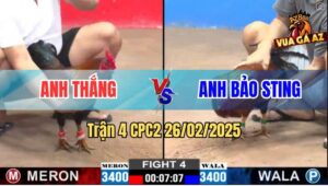 Trận 4 CPC2 26/2/2025 - Gà Anh Bảo Sting Tiếp Tục Bị Đá Ói Bung Bồ