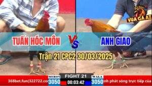 Trận 21 CPC2 30/3/2025 - Gà Điều Anh Tuấn Hóc Môn Đá Gà Khét Bại Liệt