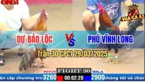 Trận 30 CPC1 29/3/2025 - Gà Anh Phú Kém 3 Chấm Đá Gà Anh Dự Bỏ Chạy