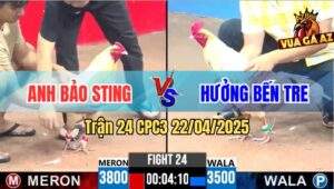 Trận 24 CPC3 22/4/2025 - Anh Hưởng Chấp Bảo Sting 3 Chấm Và Cái Kết
