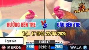 Trận 47 CPC3 22/4/2025 - Gà Điều Anh Gấu Bú Chân 1 Bướm Bay Phấp Phới