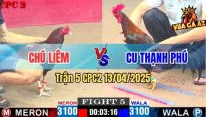 Trận 5 CPC2 13/4/2025 - Gà Điều Anh Cu Thạnh Phú Hư Tỳ Gồng Phản 5 Lai