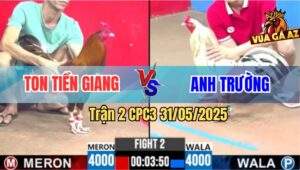 Trận 2 CPC3 31/5/2025 - Gà Bướm Mai Độ Đá Khét Anh Ton Chạy Kêu Miệng