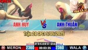 Trận 24 CPC1 5/5/2025 - Gà Điều Anh Huy Có Chân Mai Độ Cứu Chủ