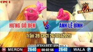 Trận 29 CPC1 26/5/2025 - Vàng Tàu Anh Hưng Gò Đen Đâm Cựa Nóng Lạnh