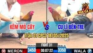 Trận 31 CPC3 18/5/2025 - Gà Điều Anh Kẽm Đâm Gà Que Anh Cu Lì Xì Cơm