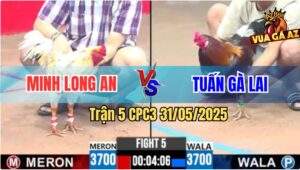 Trận 5 CPC3 31/5/2025 - Bướm Má Minh Đâm Điều Không Kịp Thở