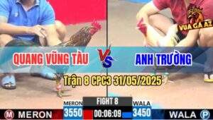 Trận 8 CPC3 31/5/2025 - Gà Bông Anh Quang Vũng Tàu Đá Úa Bể Bóng Đèn