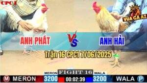 Trận 16 CPC1 7/6/2025 - Camelo Anh Hải Đâm Lũng Tim Gà Bướm Anh Phát