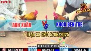 Trận 33 CPC1 5/6/2025 - Gà Anh Xuân Đá Gà Anh Khoa Bến Tre Tai Biến
