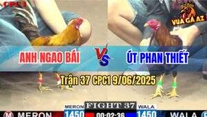 Trận 37 CPC1 9/6/2025 - Anh Ngao Bái Và Anh Út Phan Thiết