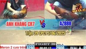 Trận 39 CPC1 5/6/2025 - Gà AZ888 Kém 3 Chấm Đá Gà Anh Khang Lât Xe
