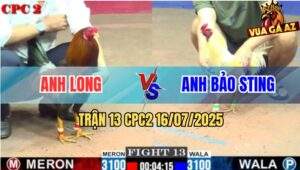 Trận 13 CPC2 16/7/2025 - Úa Hiệu Bảo Sting Hạ Gà Anh Long Nhanh Gọn