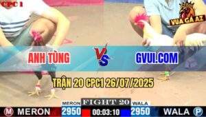 Trận 20 CPC1 26/7/2025 - Điều Ra Chân Hiểm Bướm GVUI.COM Nằm Xòe Đuôi